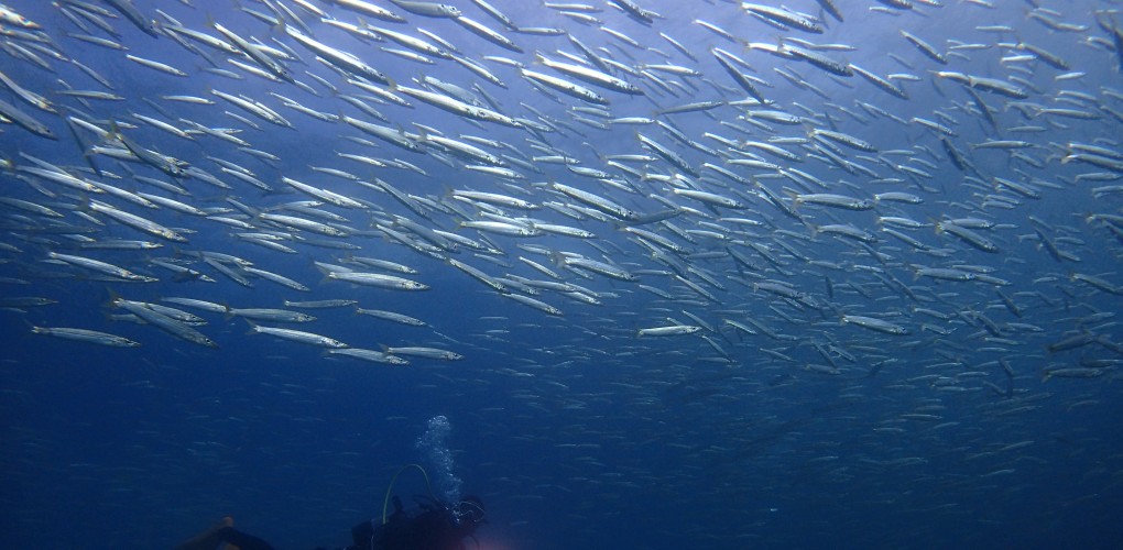 魚が多い